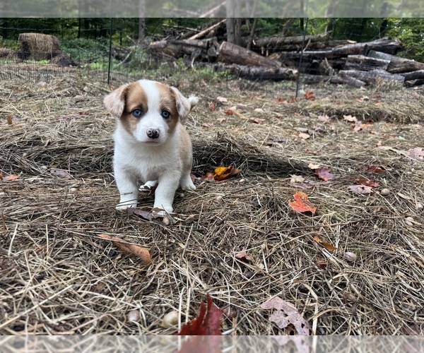 Medium Photo #5 Aussie-Corgi Puppy For Sale in ESPERANCE, NY, USA