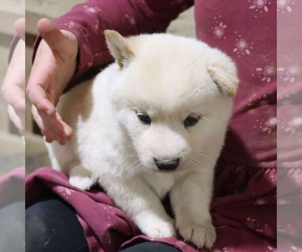 Medium Photo #2 Shiba Inu Puppy For Sale in CHARLES CITY, IA, USA