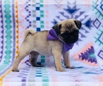 Small Pug