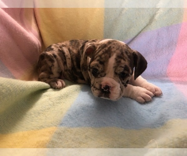 Medium Photo #1 Olde English Bulldogge Puppy For Sale in ONEIDA, IL, USA