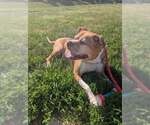 Small #3 American Pit Bull Terrier