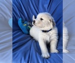 Small Photo #3 Golden Labrador Puppy For Sale in LIVE OAK, FL, USA