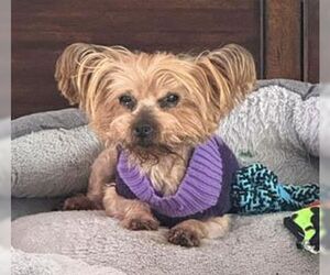 Mutt Dogs for adoption in Boonton, NJ, USA