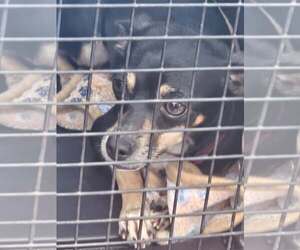 DIONNE - Female Chihuahua-Unknown Mix Dog for Adoption - Photo #2