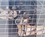 Small Photo #2 Chihuahua-Unknown Mix Puppy For Sale in Woodbury, NY, USA