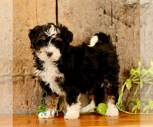 Bernedoodle (Miniature) Puppy for Sale in NARVON, Pennsylvania USA