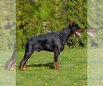 Small Photo #1 Doberman Pinscher Puppy For Sale in FORT LAUDERDALE, FL, USA