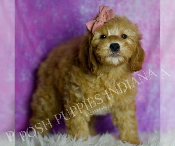 Medium Photo #5 Goldendoodle (Miniature) Puppy For Sale in WARSAW, IN, USA