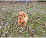 Small #9 Labrador Retriever