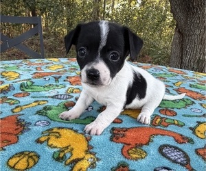 Chihuahua Puppy for sale in HUBERT, NC, USA