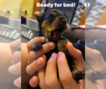 Small Photo #11 Yorkshire Terrier Puppy For Sale in OLATHE, KS, USA