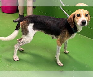 American Foxhound-Unknown Mix Dogs for adoption in Rustburg, VA, USA
