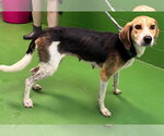 Small American Foxhound Mix