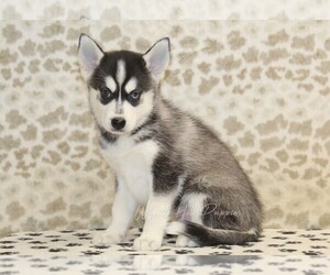 Pomsky Puppy for sale in DENVER, PA, USA