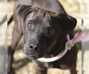 American Staffordshire Terrier-Unknown Mix Dogs for adoption in San Antonio, TX, USA