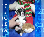 Small Photo #52 Pembroke Welsh Corgi Puppy For Sale in LOGAN, NM, USA