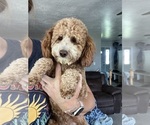 Small Photo #1 Goldendoodle (Miniature) Puppy For Sale in NEPHI, UT, USA