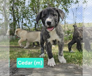 Mutt Dogs for adoption in Chinook, MT, USA