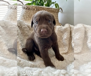 Labrador Retriever Puppy for sale in CAMBRIDGE, OH, USA