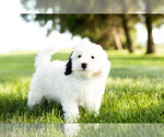 Small Photo #3 Bernedoodle-Poodle (Miniature) Mix Puppy For Sale in SHIPSHEWANA, IN, USA