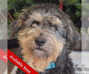 Mutt Dogs for adoption in Huntley, IL, USA