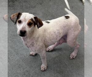 Chalk - Female Colonial Cocker Spaniel-Unknown Mix Dog for Adoption - Photo #2