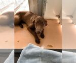 Small #1 Labrador Retriever Mix