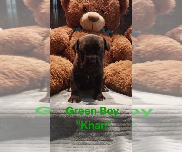 Medium Photo #3 Cane Corso Puppy For Sale in DANVILLE, IL, USA