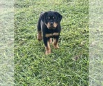 Small #2 Rottweiler