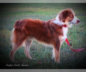 Miniature Australian Shepherd Puppy for sale in SMITHVILLE, AR, USA