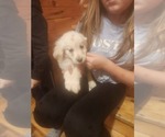 Puppy Male 2 Golden Retriever