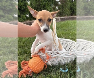 Jack-Rat Terrier Puppy for sale in MIDDLEBURY, IN, USA
