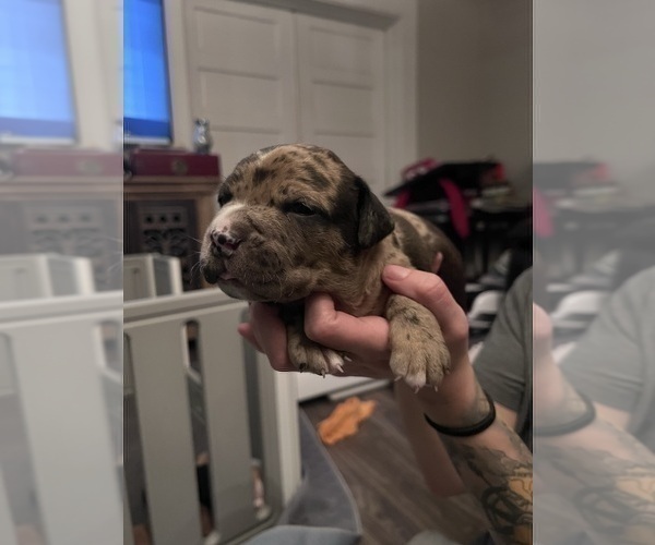 Medium Photo #181 American Bully Puppy For Sale in REESEVILLE, WI, USA