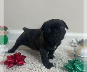 French Bulldog Puppy for sale in JOHNS ISLAND, SC, USA