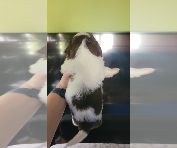 Medium Photo #2 Shih Tzu Puppy For Sale in EBENSBURG, PA, USA