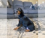Small Photo #14 Doberman Pinscher Puppy For Sale in YUCCA VALLEY, CA, USA