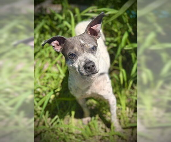 Medium Photo #4 Pug-Unknown Mix Puppy For Sale in Pleasanton, TX, USA
