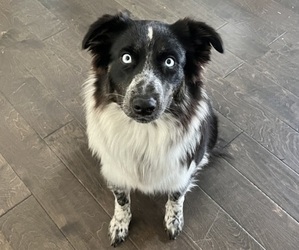 Mother of the Australian Shepherd puppies born on 11/03/2024