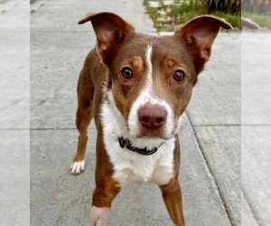 Goldie - Female Border Collie-Unknown Mix Dog for Adoption - Photo #2