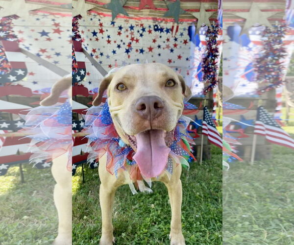Medium Photo #16 American Pit Bull Terrier-Unknown Mix Puppy For Sale in Oakhurst, NJ, USA