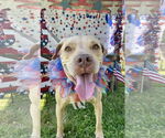 Small #15 American Pit Bull Terrier Mix