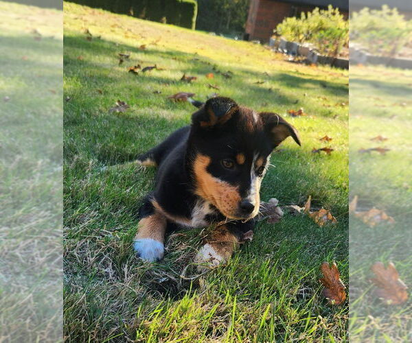 Medium Photo #1 Alaskan Husky-Australian Cattle Dog Mix Puppy For Sale in BATTLE GROUND, WA, USA
