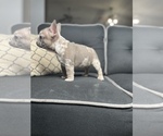 Small Photo #3 French Bulldog Puppy For Sale in MC DONOUGH, GA, USA