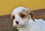 Small Photo #20 Cavapoo Puppy For Sale in PHOENIX, AZ, USA