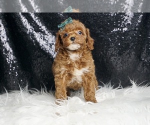 Poodle (Miniature) Puppy for sale in WARSAW, IN, USA