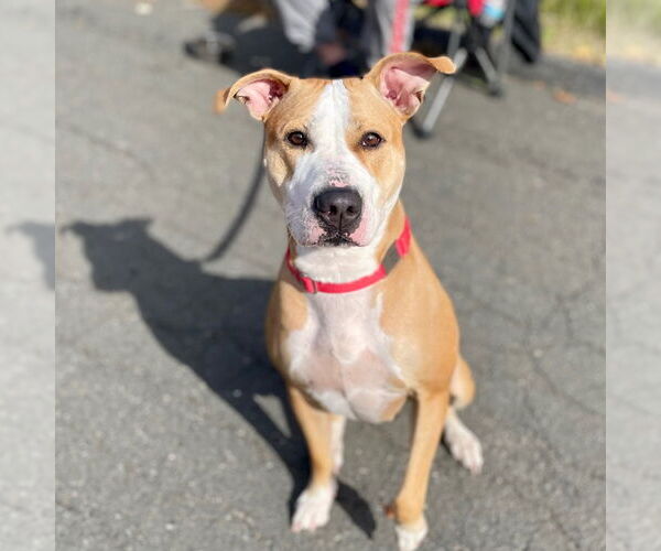 Medium Photo #10 Mutt Puppy For Sale in Canton, CT, USA