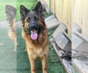 German Shepherd Dog Dogs for adoption in San Diego, CA, USA