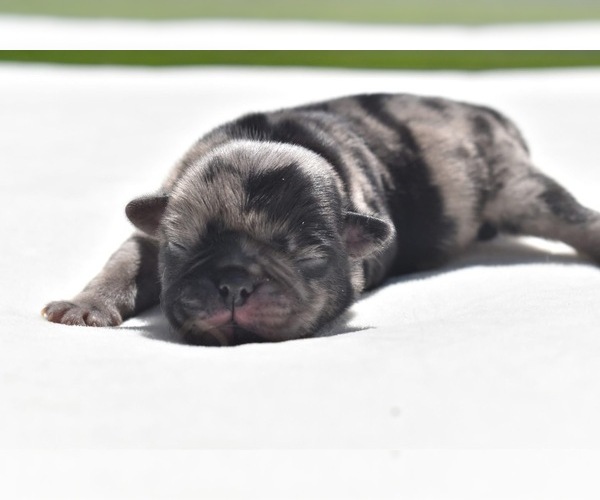 Medium Photo #5 Pug Puppy For Sale in PALM COAST, FL, USA