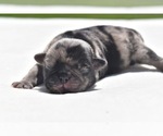 Small #4 Pug