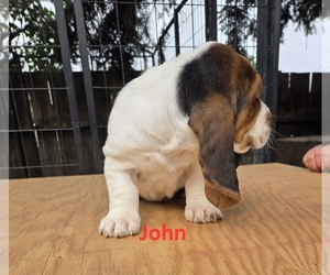 Basset Hound Puppy for sale in TOPPENISH, WA, USA